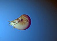 Geheimnisse der Tiefsee