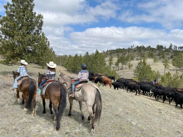 Bild 1 von 7: Im Bild: Auch die Enkelkinder des Ranchers Steve Charter reiten mit. Viehauftrieb der Ranch bei Shepherd in die Bull Mountains in Montana.