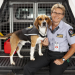 Hunde im Einsatz