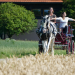 Anna und die Haustiere