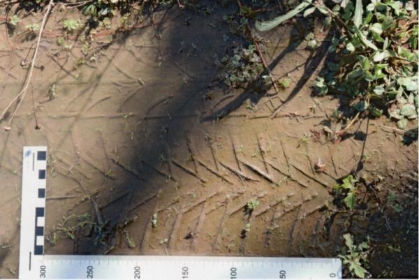 Bild 1 von 6: Am Tatort wird eine Reifenspur im Schlamm entdeckt. Gehört sie zum Wagen des Täters?