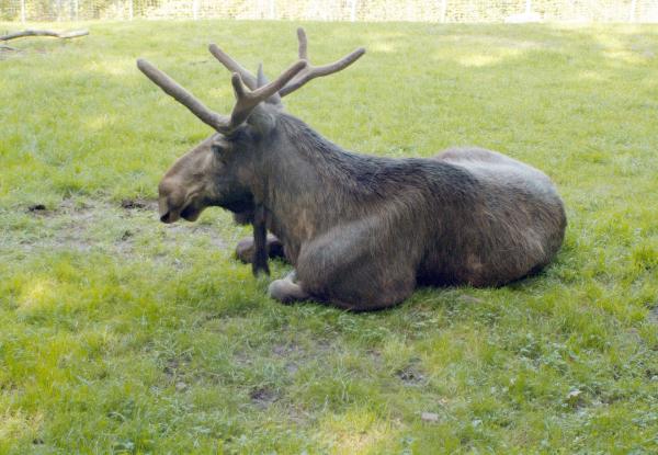 Bild 1 von 3: Elch Ole.