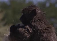 Das Waisenhaus für wilde Tiere