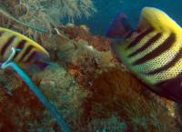 Asiens Ozeane im Wandel