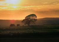 Wildes Großbritannien