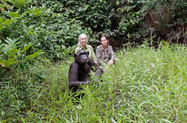 Bild 1 von 7: Jane Goodall (li.) und Rebeca Atencia (re.), Managerin des Jane Goodall Institute (JGI) im Kongo, beobachten Wounda bei ihrem ersten Freigang.