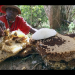 Die Bienenflüsterer