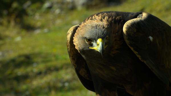 Bild 1 von 5: .