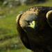Tierwelt der Alpen