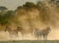 Die weißen Löwen von Timbawati