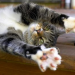 Das große Katzen-ABC