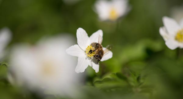 Bild 1 von 2: Speisekammer Wald: Anfang des Jahres sind Frühblüher wie das Buschwindröschen eine wichtige Nahrungsquelle für Honigbienen.
