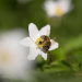 Ziemlich wilde Bienen