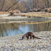 Wildnisse im Herzen Europas - Österreichs Nationalparks