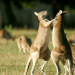 Hotspots der Tierwelt