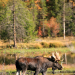 Yellowstone - Zeit des Wandels