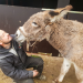 Harte Hunde - Ralf Seeger greift ein