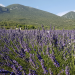 Die Provence mit allen Sinnen erleben