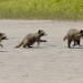 Die wunderbare Welt der Waschbären