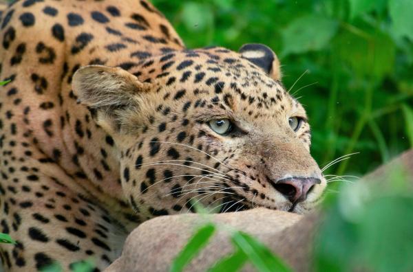 Bild 1 von 3: Der zweijährige Rana, Prinz der Dynastie und Sohn von Bahadur, muss nach dem Verschwinden seiner Mutter selbst jagen und sich im Königreich der Leoparden durchsetzen.