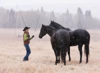 Heartland - Paradies für Pferde