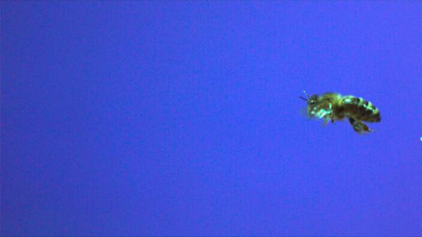 Bild 1 von 3: Bienen - Flugstudie.