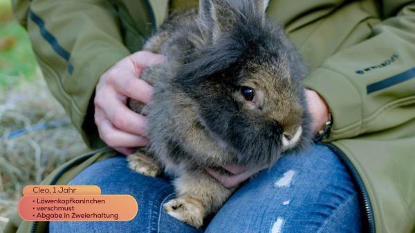 Bild 1 von 28: Im Bild: Maggie Entenfellner stellt in der Tiervermittlung Gut Aiderbichl folgende Tiere vor, die ein neues Zuhause suchen: Hase Cleo, 1 Jahr.