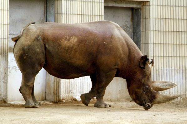 Bild 1 von 2: Spitzmaulnashorn im Frankfurter Zoo.