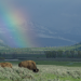 Yellowstone - Park der Extreme