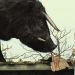 Beasts of the Southern Wild