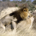 Die Löwen der Kalahari