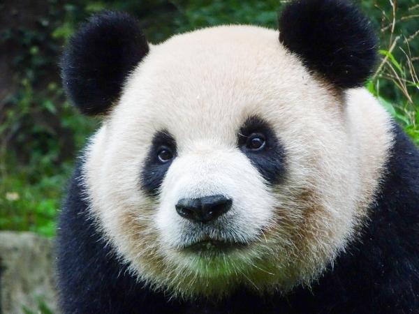 Bild 1 von 10: Im Bild: Panda.
