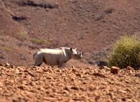 Namibia - Im Land der letzten Riesen