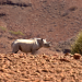 Namibia - Im Land der letzten Riesen
