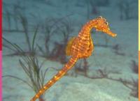 Die Sendung mit dem Elefanten