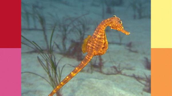Bild 1 von 3: Kleine Seepferdchen schweben durch den großen Ozean und kümmern sich um ihre winzigen Babys.