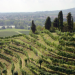 Die wunderbare Welt der Weine