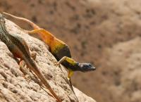 Das Leben in Farbe mit David Attenborough