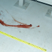 Medical Detectives - Geheimnisse der Gerichtsmedizin