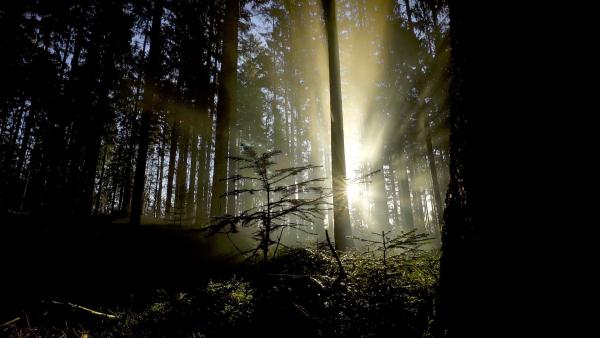 Bild 1 von 6: Im Bild: Sonnenaufgang im Nationalpark .Bayerischer Wald