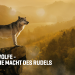 Wölfe - Die Macht des Rudels