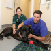 Pets & Docs - Ein Team für Tiere