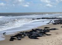 Leben an der Nordsee