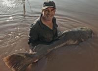 Giganten unter Wasser - Riesenfischen auf der Spur