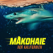 Makohaie vor Kalifornien