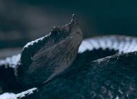 Die Sprache der Tiere