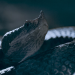 Die Sprache der Tiere