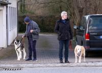 Die großen Hunde - Mit Martin Rütter