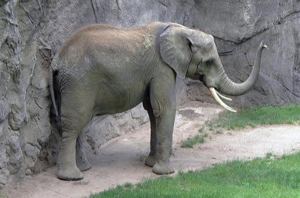 Bild 1 von 2: Elefant Tamo im Opel Zoo hat Bauchweh.