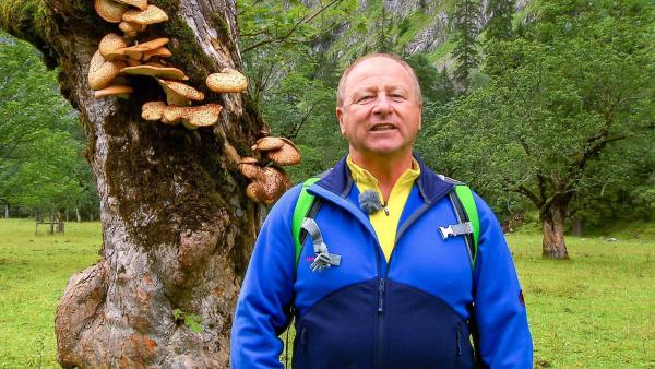 Bild 1 von 4: Im Bild: Harry Prünster beim Ahornboden.